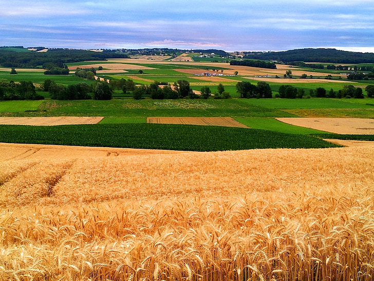 Burgenland, bidang, alam, pertanian