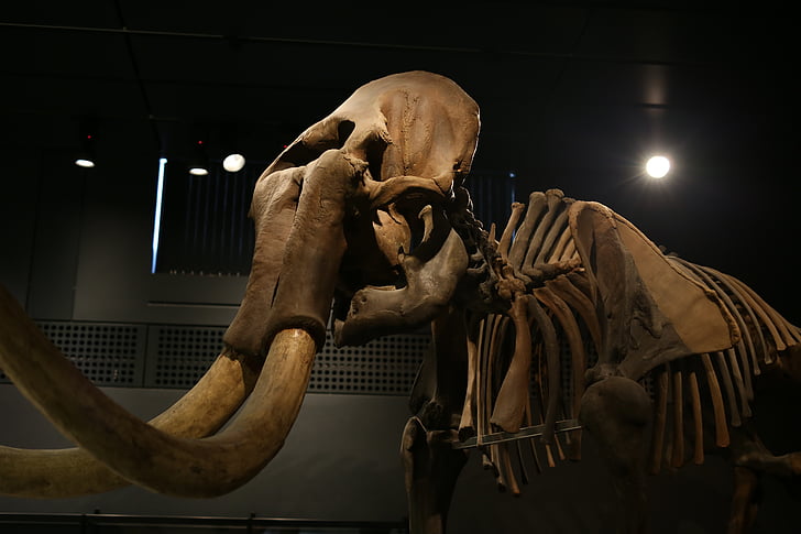 Elefant, Mammut, Mamut, Tusk, Skelett, Elfenbein, Säugetier