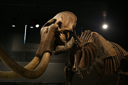 elephant, mammoth, mamut, tusk, skeleton, ivory, mammal