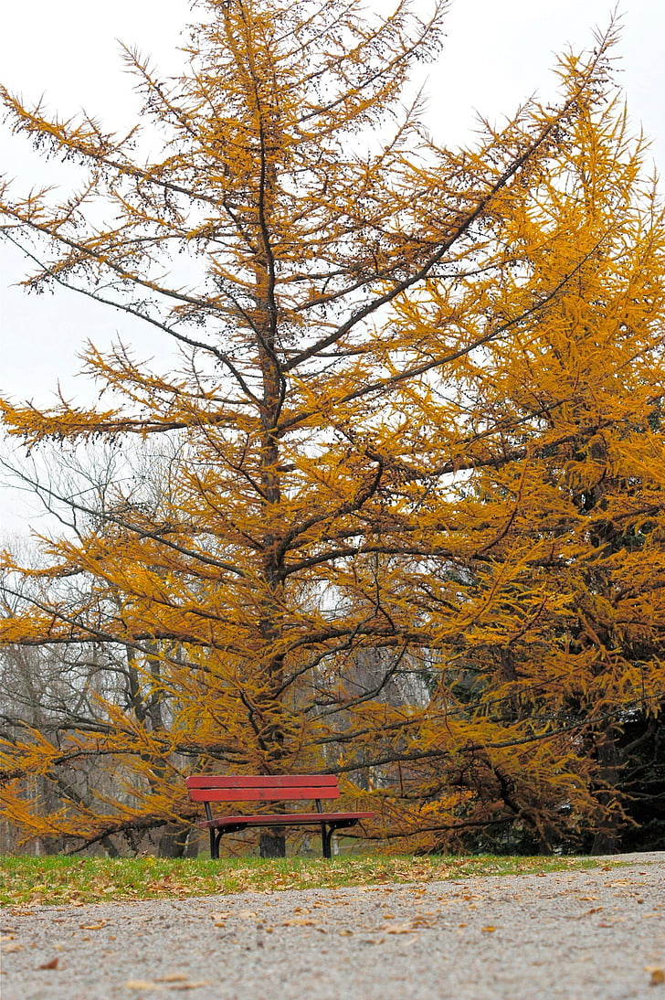 efterår, træ, bænk, gul, rød, falder, sæson