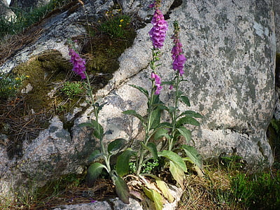 Bellflower, Hoa, màu tím, Hoa