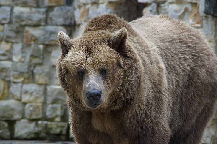 ours, grizzli, Grizzly bear, animal, Zoo, nounours, mammifère