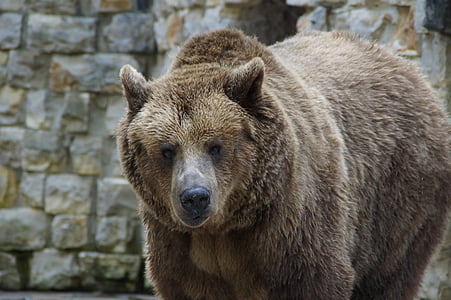 urso, urso pardo, urso pardo, animal, jardim zoológico, peluche, mamífero