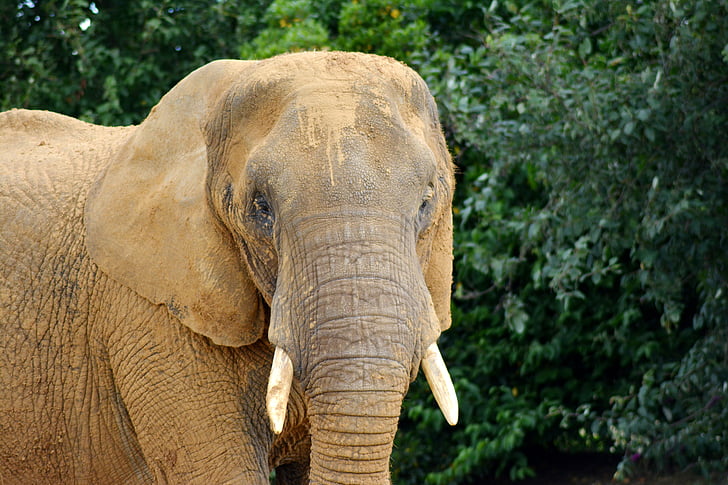 elefant, Proboscidea, Elephantidae, afrikansk elefant, öronen, trunk, Snabel