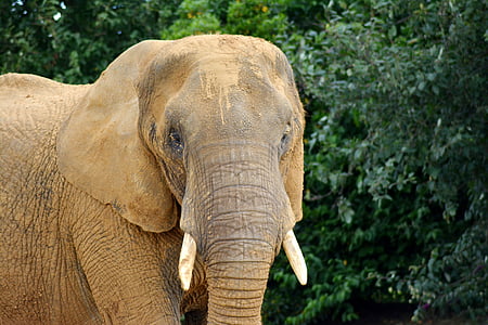 Słoń, trąbowce, elephantidae, Słoń afrykański, uszy, pnia, Trąba