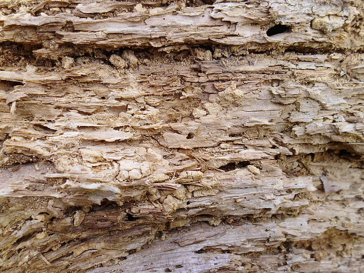 tekstura, drvo, Stari, mouldering, staro drvo, drvo, staro drvo