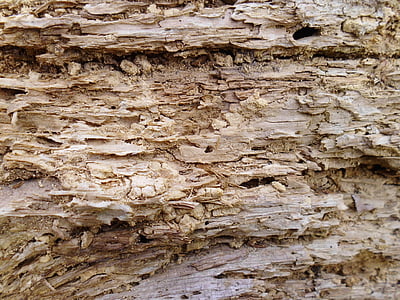 textura, arbre, vell, mouldering, l'arbre vell, fusta, arbre vell