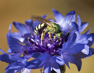 grønn, Bee, blomst, naturlig, fargerike, insekt, landbruk