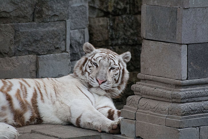 tigre branco, felino, mamífero, selvagem, animais selvagens, Índia, Tawny