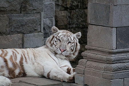 Bílý tygr, kočkovitá šelma, savec, Wild, divoká zvířata, Indie, Tawny