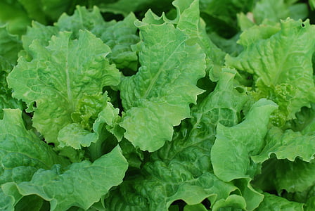 salad, lettuce, leafy greens, fresh, vegetable, healthy, raw