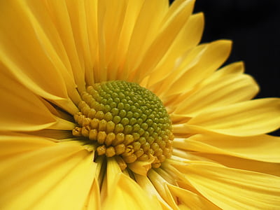 жовт квітЄ, квітка, Природа, жовтий, завод, Дейзі, Кохання