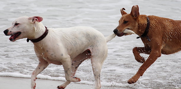 Köpekler, coplar, oyun, ısırık, haşarılık, plaj, evde beslenen hayvan