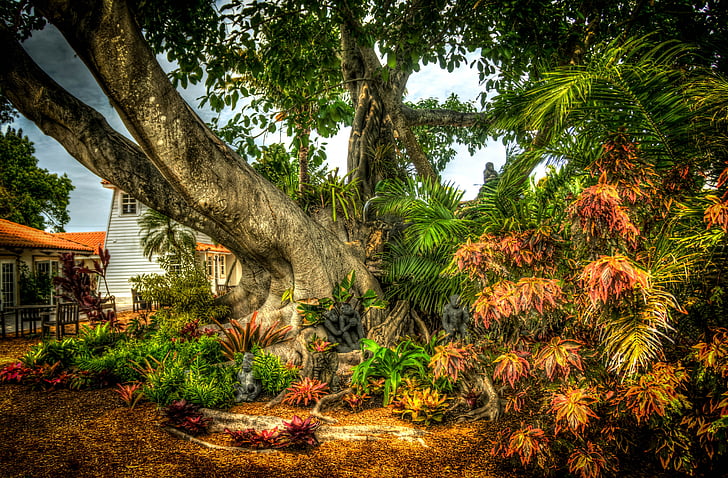 Banyan tree, Etelä-Floridan, Shangri-La, puu, Luonto, ympäristö, lehdet
