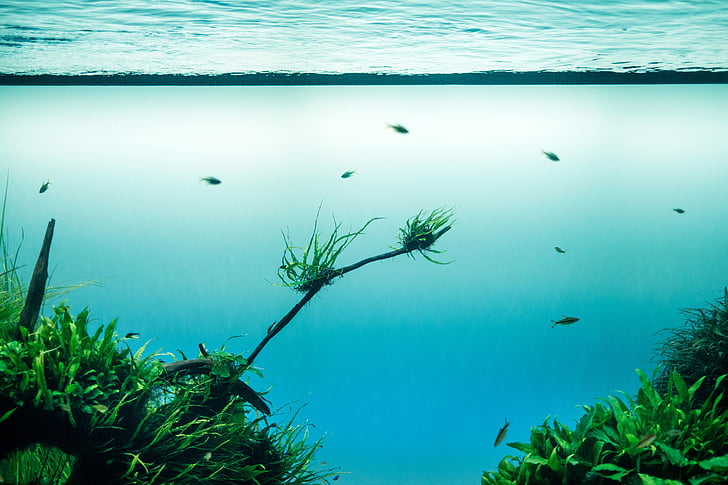 fisk, svømning, blå, vand, grøn, græs, undervands