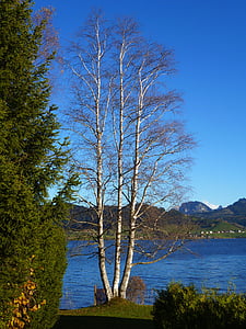 βετούλης (σημύδας), Λίμνη, το φθινόπωρο, δέντρο, τοπίο, φύση, νερό