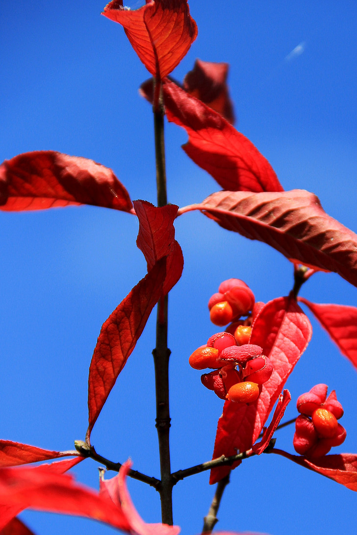 Europinis Ožekšnis, Europos euonymus, rudenį, lapai, raudona, spalva, augalų