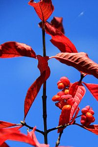 Euonymus europaeus, Európsky euonymus, jeseň, listy, červená, Farba, rastlín