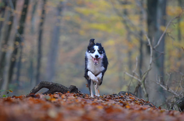 Осінь, собака, Біг собака, ліс, листя, Природа, Бордер-Коллі