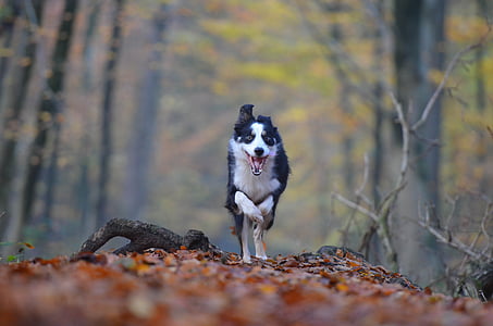 Outono, cão, cão de corrida, floresta, folhas, natureza, border collie
