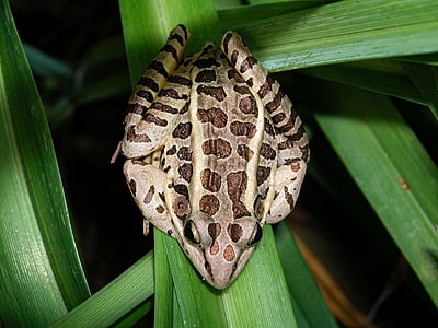 northern leopard frog, frog, amphibian, animal, nature, garden, wild