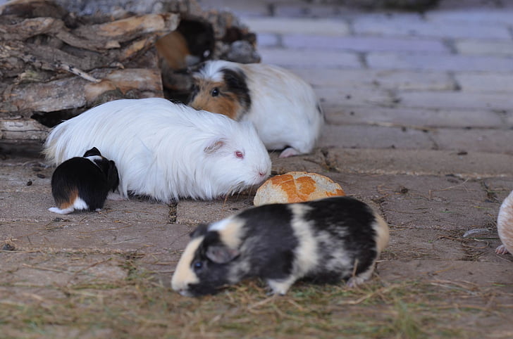 guinea pig, zoo, sweet, external attitude, eat, small, animal
