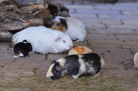 Guinea pig, Zoo di, dolce, atteggiamento esterno, mangiare, piccolo, animale