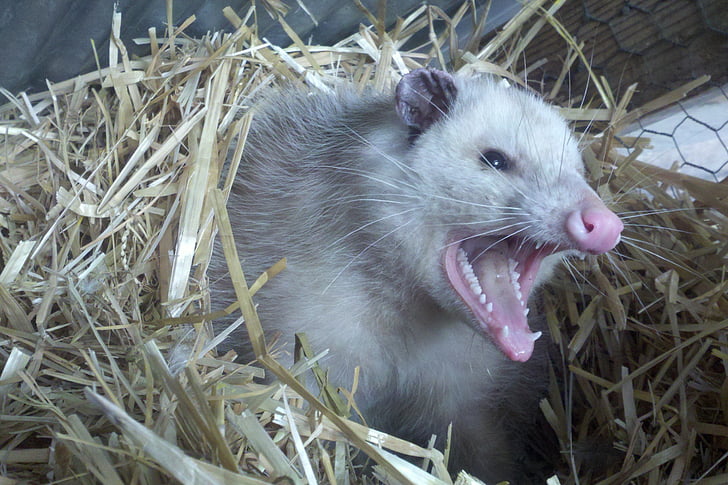 opossum, possum, teeth, fur, animal, nest, straw