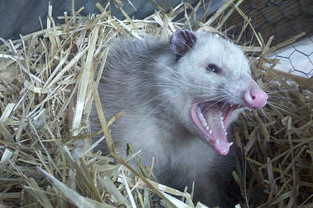 opossum, posum, gigi, bulu, hewan, sarang, jerami