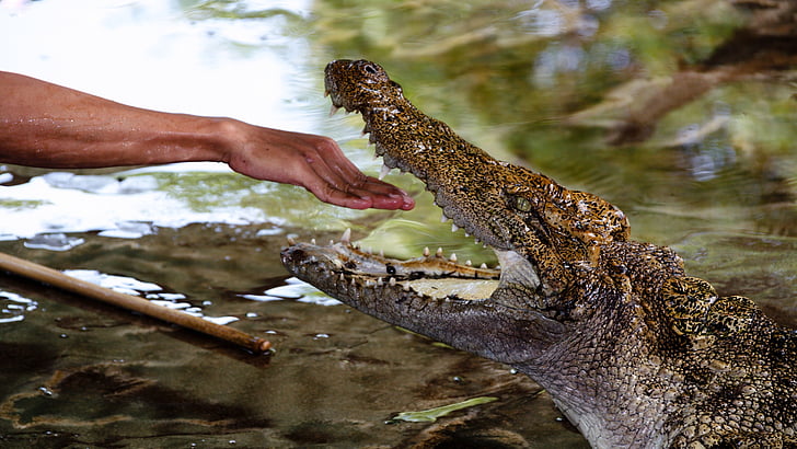 crocodile, hand, man, show, reptile, open mouth, risk