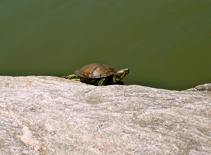 turtle, animal, amphibian, rock, sun, green, aquatic animal