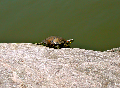 tartaruga, animale, anfibio, roccia, sole, verde, animale acquatico