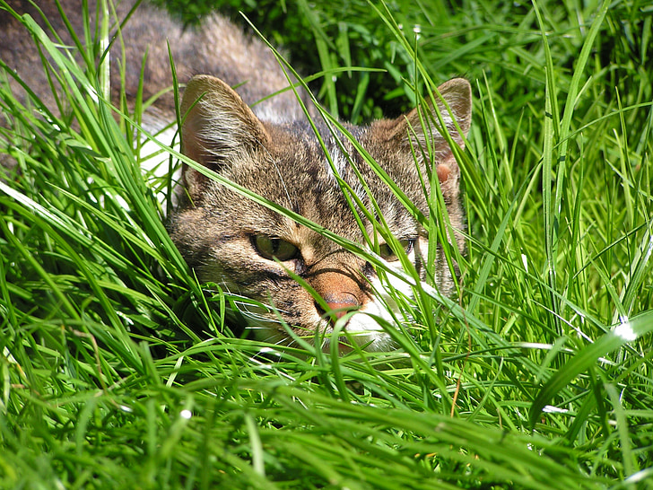 katten, nærbilde av en katt, snuten katten, Hunter katten, gresset, skjult, kjæledyr