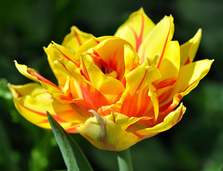 Tulipa, flor, flor, flor, lindo, cor intensa, vermelho amarelo