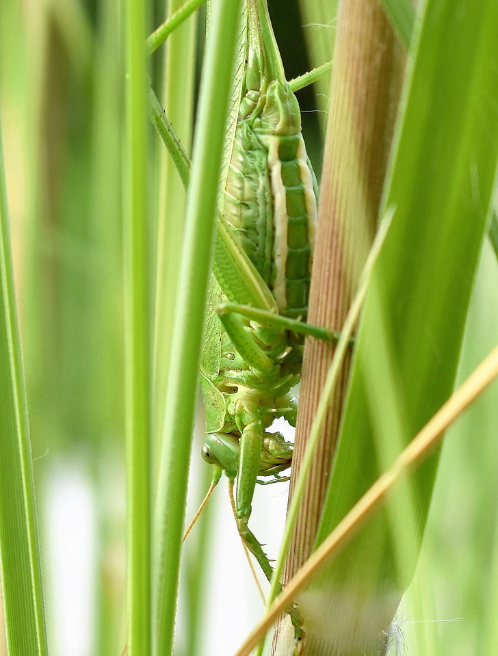 grasshopper, animal, insect, green, close, plant