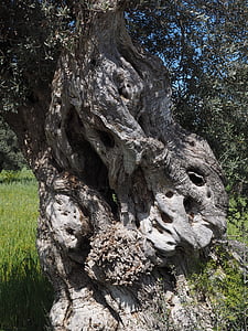 племе, чепат, стар, маслиново дърво, маслинови насаждения, насажденията, дърво