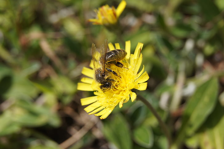 Bee, blomst, gul, natur