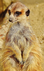meerkat, animal, nature, zoo, tiergarten, small, fur