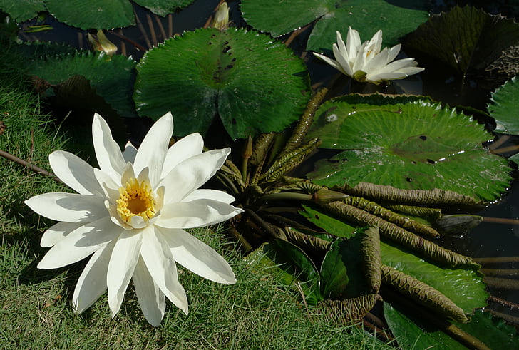 naturen, växter, blommor, Lotus, näckrosor, vit, vit blomma