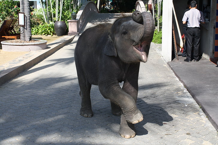 слон, бебе слон, влак, диво животно, Азия, природата, Туризъм