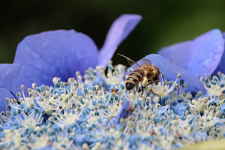 květ, hortenzie, včela, zahrada, modrá, Příroda, léto