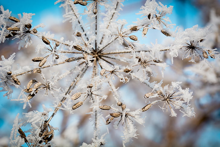 frost, ice, ripe, seeds, umbel, frozen, eiskristalle
