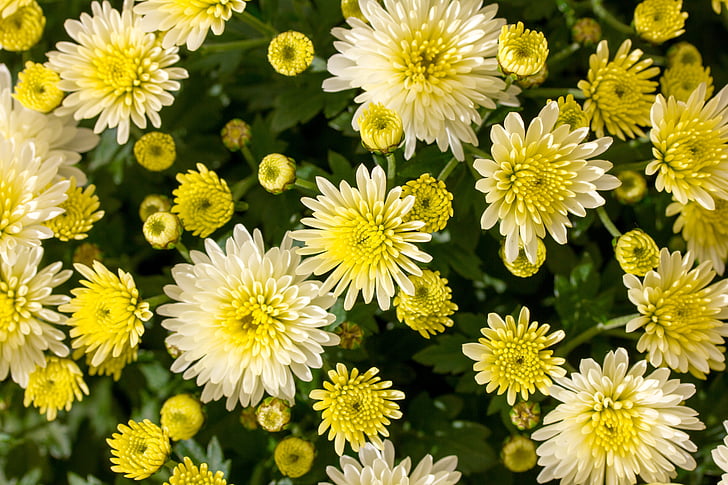 Blumen, gelb, Grün, Garten, Pflanzen, Herbst, Closeup