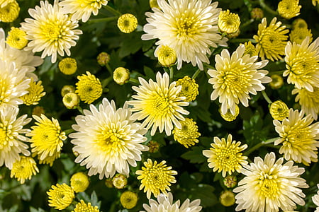 květiny, žlutá, zelená, zahrada, rostliny, podzim, Closeup