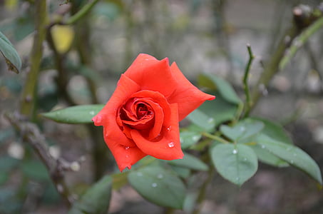 ruža, Crveni, cvijeće, Rosa