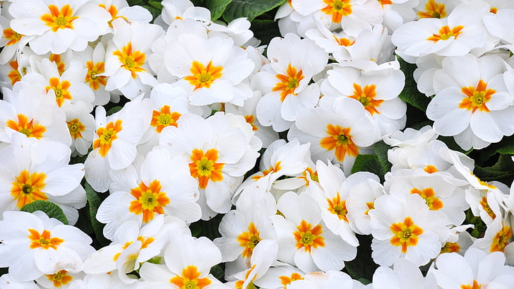 Primula, jaro, Jarní květina, bílá