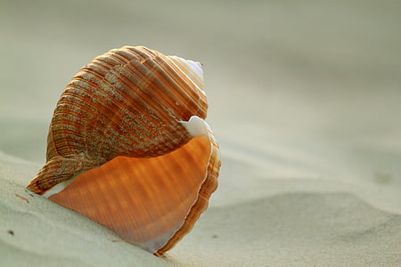 Shell, csiga, héj csiga, homok, homokos strand, Holiday, utazás