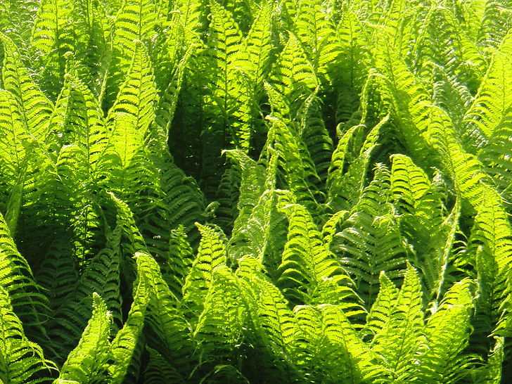 Paparčio formos šakelės, augalų, Gamta, žalia, lapų, žalios spalvos, augimo