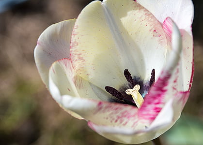 Tulip, macro, sello, flor, floración, flor, Blanco
