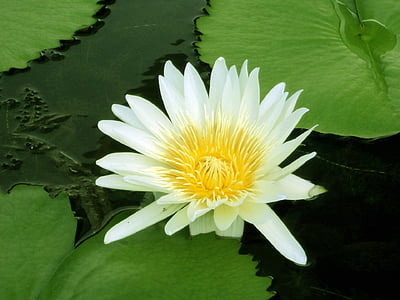 water lily, yellow lily, water, pond, leaves, round leaves, leaf
